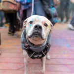 Dog wearing a harness with colorful powder on its face stands on the wooden deck during the Holi celebration at Pier 17 in New York City.